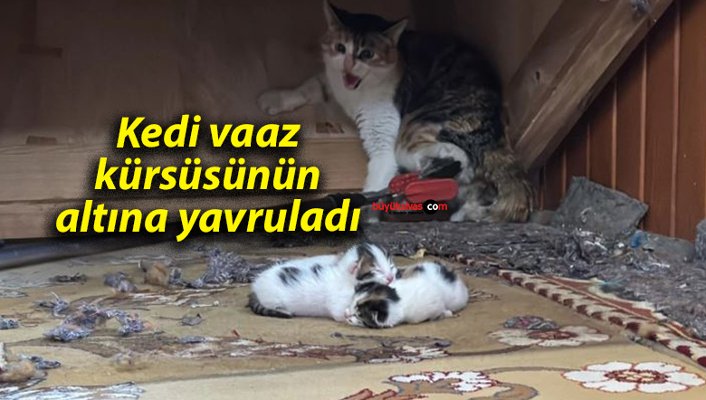 kedi