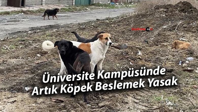 köpek