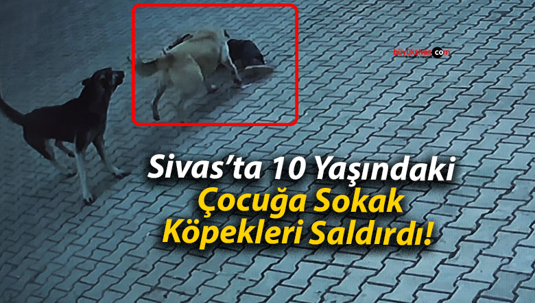 köpek
