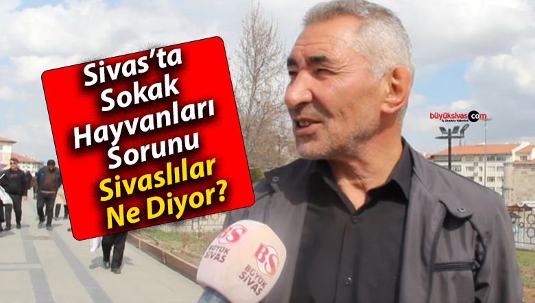 Sivas’ta Sokak Hayvanları Sorunu: Sivaslılar Ne Diyor?