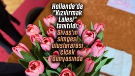 Hollanda’da “Kızılırmak Lalesi” tanıtıldı: Sivas’ın simgesi uluslararası çiçek dünyasında