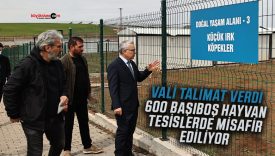 Vali Şimşek’in talimatıyla ilçeler ve köylerdeki 600 sahipsiz hayvan koruma altına alındı