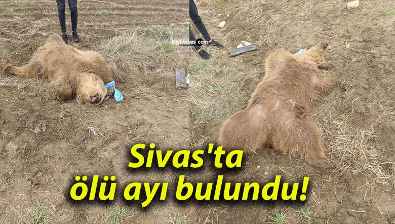 Sivas’ta ölü ayı bulundu!