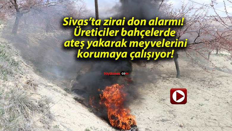 Sivas’ta zirai don alarmı! Üreticiler bahçelerde ateş yakarak meyvelerini korumaya çalışıyor!