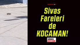 Sivas Yenidoğan Mahallesi’nde Fare Endişesi! Çocuklar Korku İçinde!