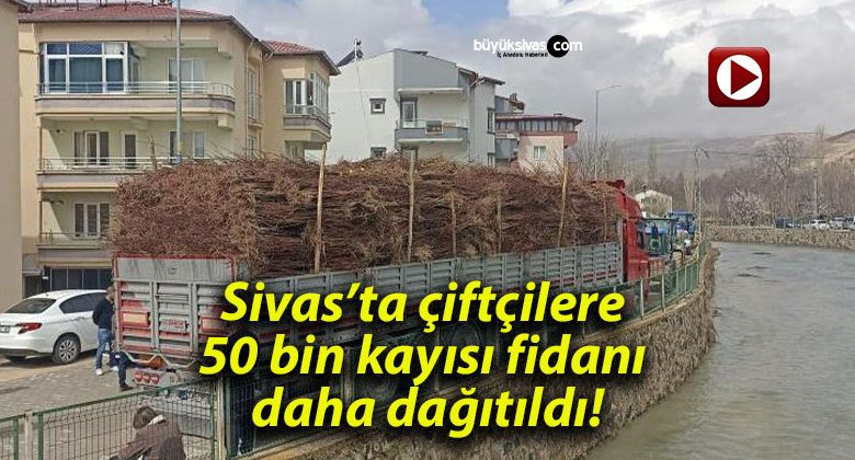 Sivas’ta çiftçilere 50 bin kayısı fidanı daha dağıtıldı!