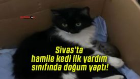 Sivas’ta hamile kedi ilk yardım sınıfında doğum yaptı!