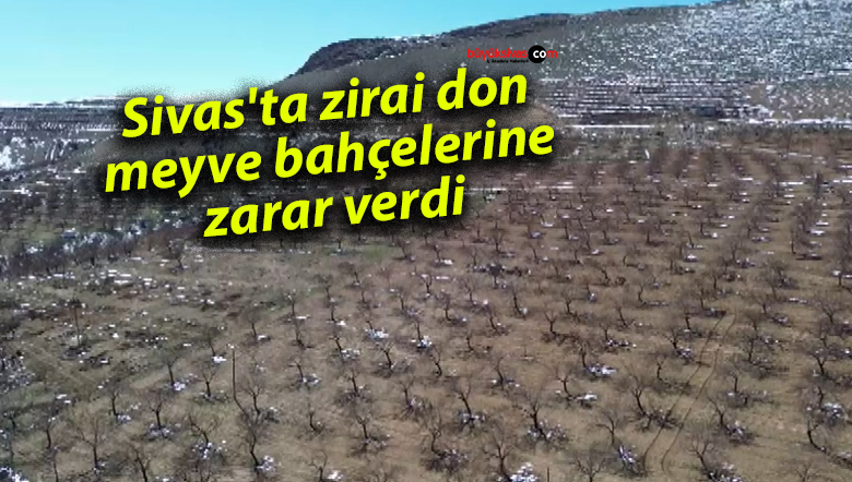 Sivas’ta zirai don meyve bahçelerini vurdu