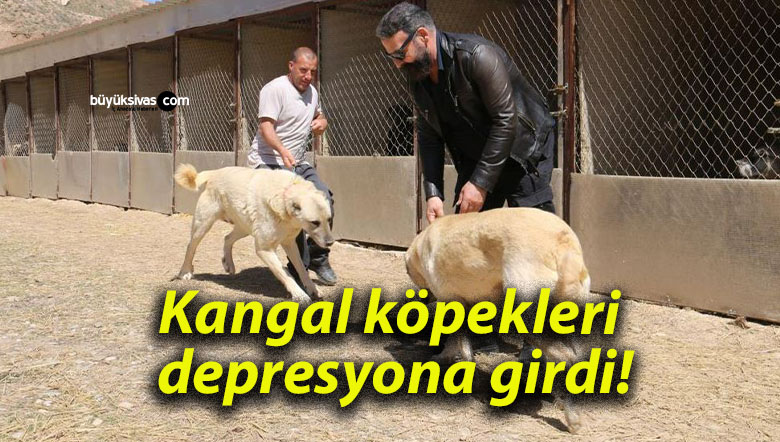 Kangal köpekleri depresyona girdi!
