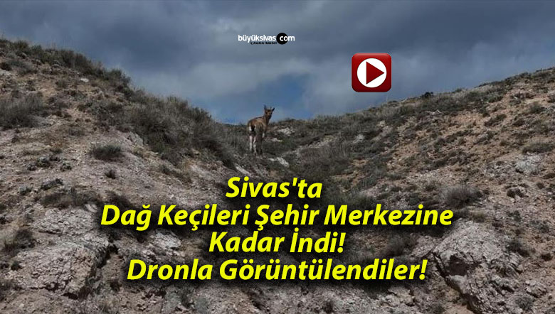 Sivas’ta Dağ Keçileri Şehir Merkezine Kadar İndi! Dronla Görüntülendiler!