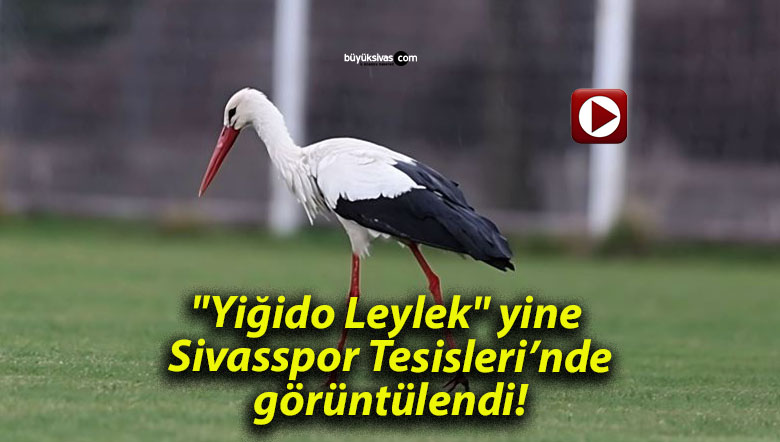 “Yiğido Leylek” yine Sivasspor Tesisleri’nde görüntülendi!