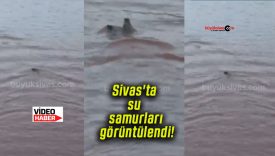 Sivas’ta su samurları görüntülendi!