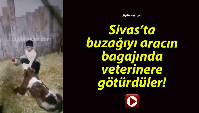 Sivas’ta buzağıyı aracın bagajında veterinere götürdüler!