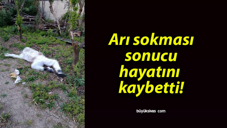 Arı sokması sonucu hayatını kaybetti!
