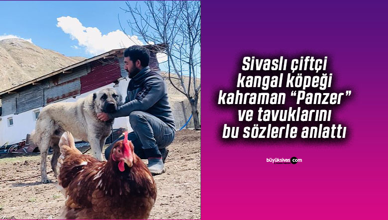 Tavukları tilkilerden kurtaran kahraman kangal köpeği “Panzer”