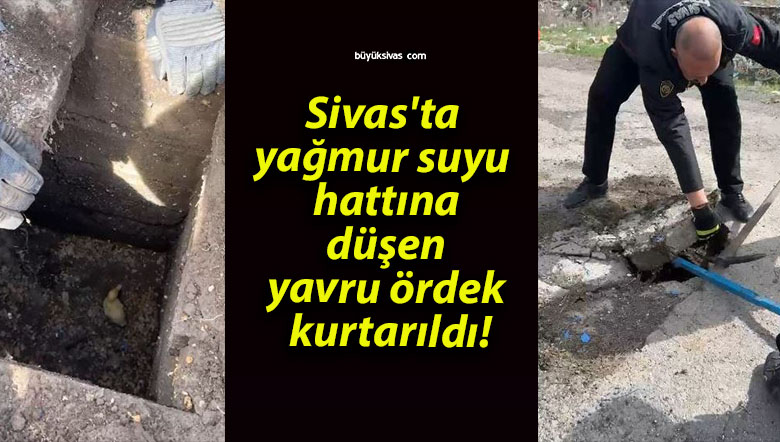 Sivas’ta yağmur suyu hattına düşen yavru ördek kurtarıldı!