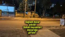 Halfelik Mezarlığı’nda duvar krizi! Sağlam duvar yıkıldı! Sokak hayvanları mezarlığa giriyor!
