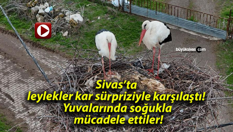 Sivas’ta leylekler kar sürpriziyle karşılaştı! Yuvalarında soğukla mücadele ettiler!