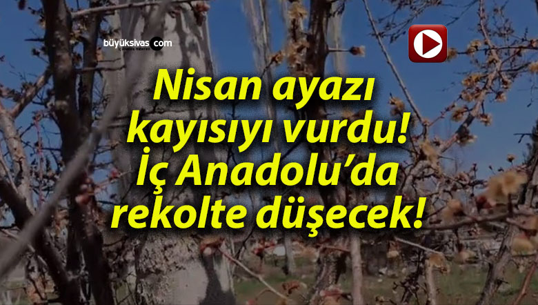 rekoltes