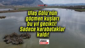 sadece