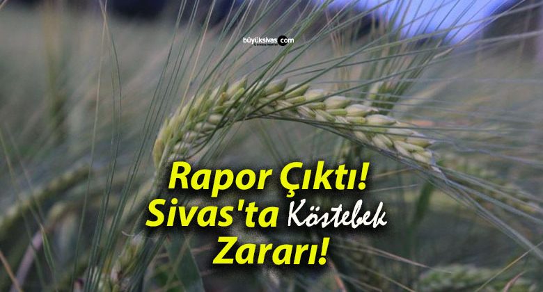 Rapor Çıktı! Sivas’ta Köstebek Zararı!