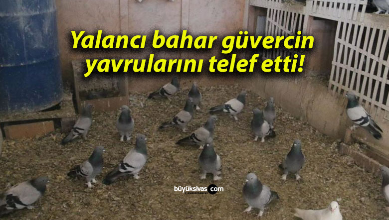 Yalancı bahar güvercin yavrularını telef etti!