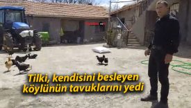 tilki