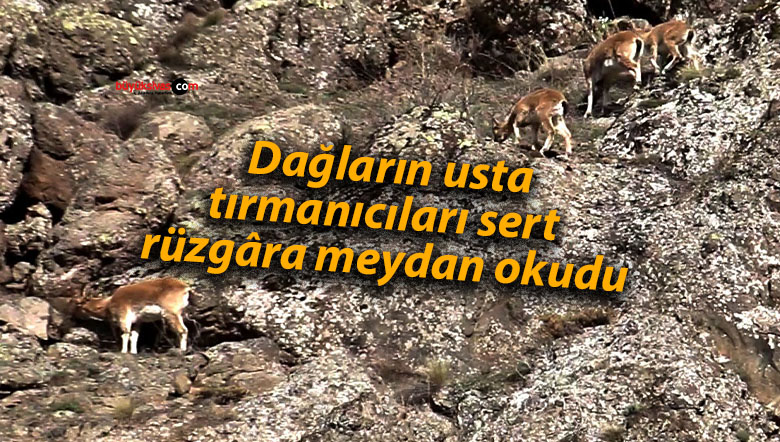 tırmanı cı