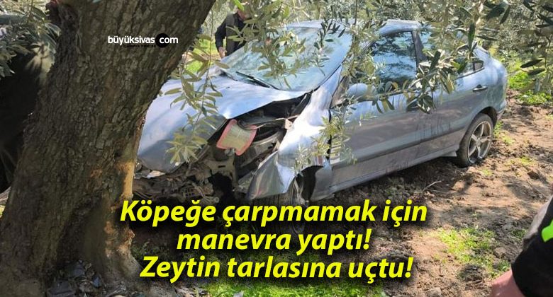 Köpeğe çarpmamak için manevra yaptı! Zeytin tarlasına uçtu!