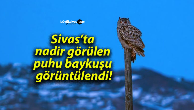 Sivas’ta nadir görülen puhu baykuşu görüntülendi!