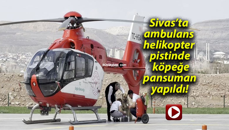 Sivas’ta ambulans helikopter pistinde köpeğe pansuman yapıldı!