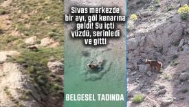 Sivas belgesel tadında anlar! Göl kenarında yüzen ayı görüntülendi
