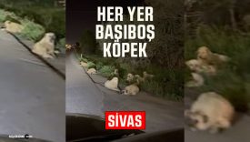 Sivas-Erzincan karayolunda kötü koku alarmı: Ölü hayvanlar yol kenarına atılıyor