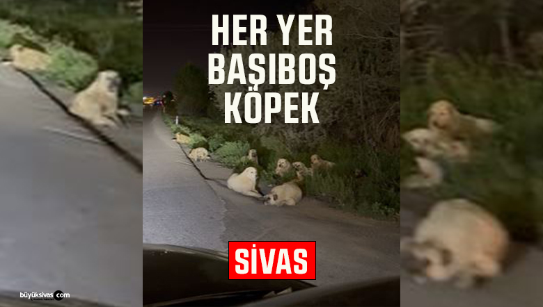 Sivas-Erzincan karayolunda kötü koku alarmı: Ölü hayvanlar yol kenarına atılıyor