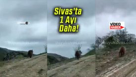 Sivas’ta 1 Ayı Daha Görüntülendi!