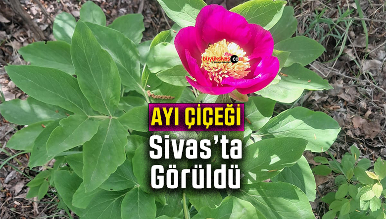 ayı çiçeği