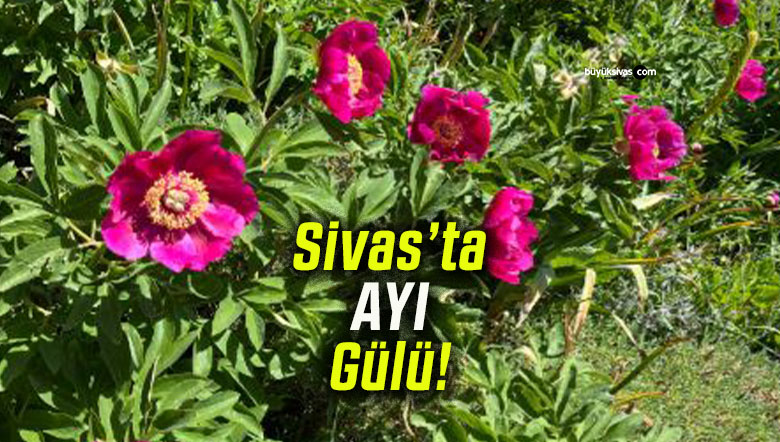 Nadir görülen “Ayı gülü” Sivas’ın Zara ilçesinde görüntülendi!