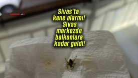 Sivas’ta kene alarmı! Sivas merkezde balkonlara kadar geldi!