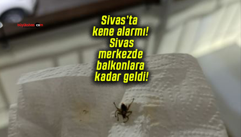 Sivas’ta kene alarmı! Sivas merkezde balkonlara kadar geldi!