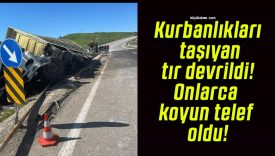 Kurbanlıkları taşıyan tır devrildi! Onlarca koyun telef oldu!