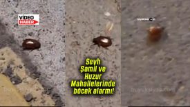 Seyh Şamil ve Huzur Mahallelerinde böcek alarmı!