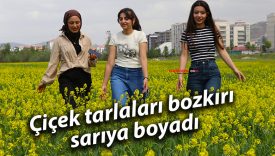 Çiçek tarlaları bozkırı sarıya boyadı