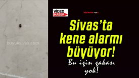 Sivas’ta kene alarmı büyüyor!