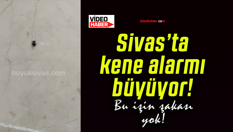 Sivas’ta kene alarmı büyüyor!