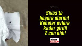 Sivas’ta haşere alarmı! Keneler evlere kadar girdi! 2 can aldı!