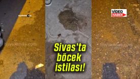 Alibaba Mahallesi’nde böcek istilası! Vatandaşlar belediyeden acil ilaçlama talep ediyor!