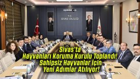 Sivas’ta Hayvanları Koruma Kurulu Toplandı! Sahipsiz Hayvanlar İçin Yeni Adımlar Atılıyor!