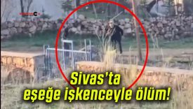Sivas’ta eşeğe işkenceyle ölüm!
