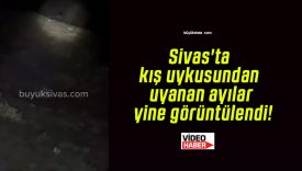 Sivas’ta kış uykusundan uyanan ayılar yine görüntülendi!