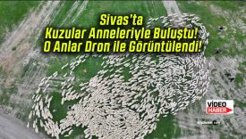Sivas’ta Kuzular Anneleriyle Buluştu! O Anlar Dron ile Görüntülendi!